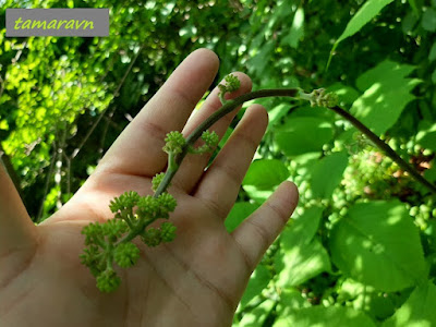 Аралия материковая / Аралия континентальная (Aralia continentalis)