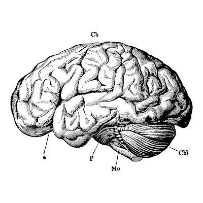 200+ Pencil sketch & cartoon images of human brain