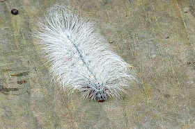 Chrysaeglia magnifica taiwana, moth, caterpillar