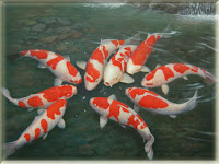 Koi Fish Pictures