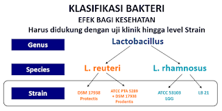 Interlac Probiotik: Ada Rahasia Imunitas Dalam Ususmu