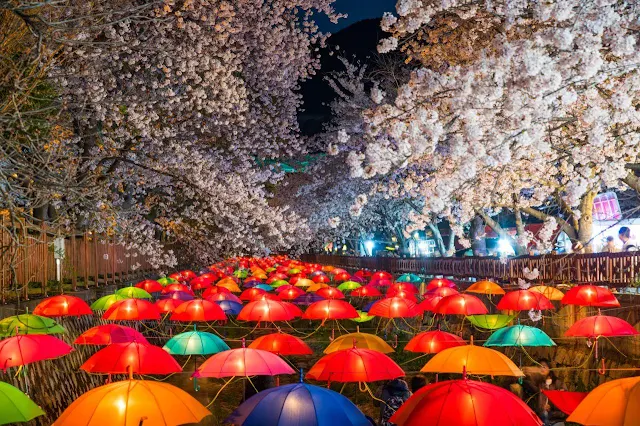 Jinhae-Gunhangje-Cherry-Blossom-Tunnel-with-Red-Parasols-Contrasting-Against-the-Night-Lights-Photo-Credit-KTO-Live-Studio