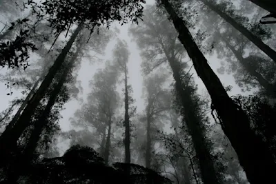 forest, nature, grey, black, trees