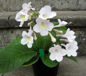 Streptocarpus Bristol's Goose Egg, grown from a starter plant in July 2010.  6 May 2011. This is a scented variety.