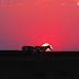 Sunset with Indian Wild Ass at Little Rann of Kutch