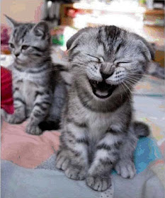 Funny Happy Animals