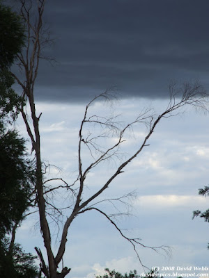 Storm clouds looming behind a gum tree