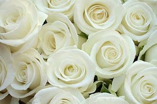 Flores, Fotos de Rosas Blancas, parte 3