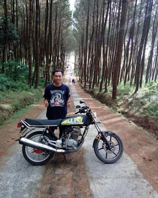 hutan pinus kragilan