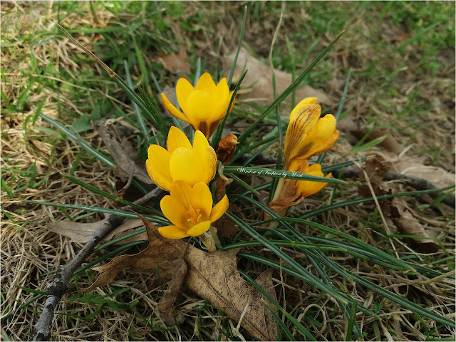 Żółte krokusy - wiosna coraz bliżej