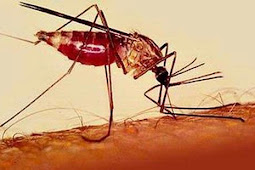 Malaria Kills 1.2 Million People Each Year