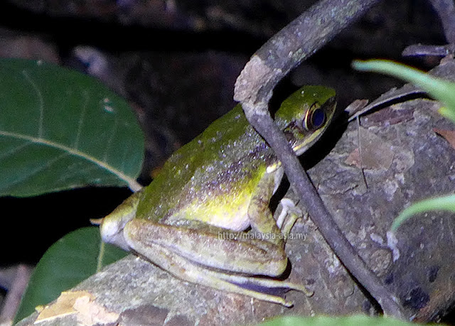 Lumba Katak Sarawak Borneo