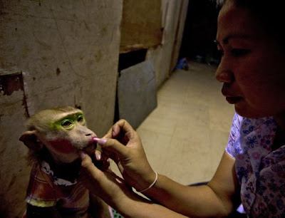 A female monkey lip-synchs song at a monkey show