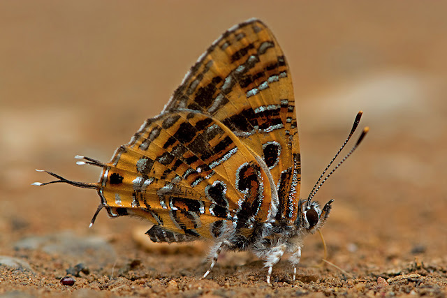 Catapaeclima subochrea the Yellow Tinsel butterfly