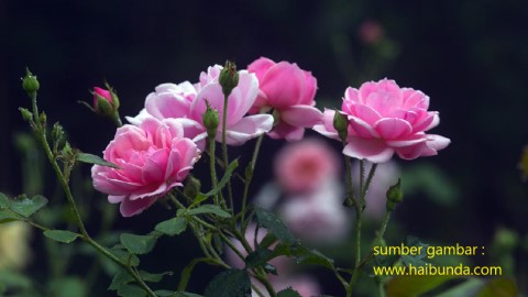 soal persilangan intermediet, persilangan bunga warna merah dan putih, bunga mawar merah muda