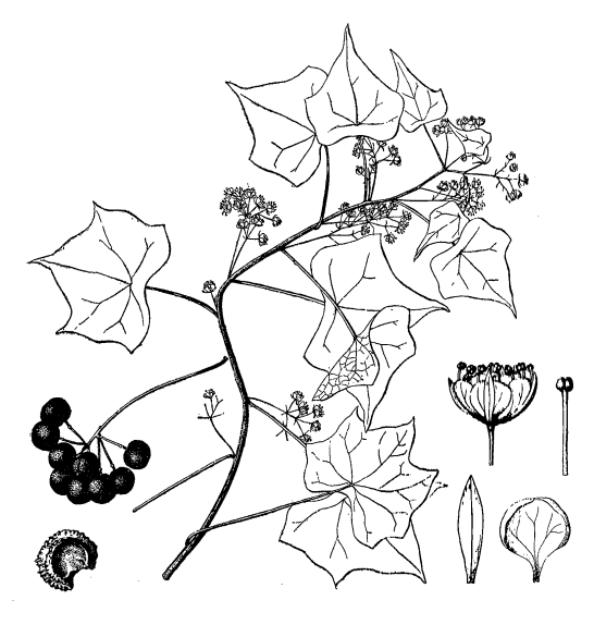 Луносемянник даурский (Menispermum dauricum)