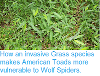 https://sciencythoughts.blogspot.com/2014/10/how-invasive-grass-species-makes.html