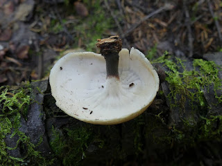 Picipes sp. - Polypore non déterminé