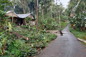 Akibat Pohon Kelapa Tumbang Jaringan Listrik di Hilimbana Nias Terputus   