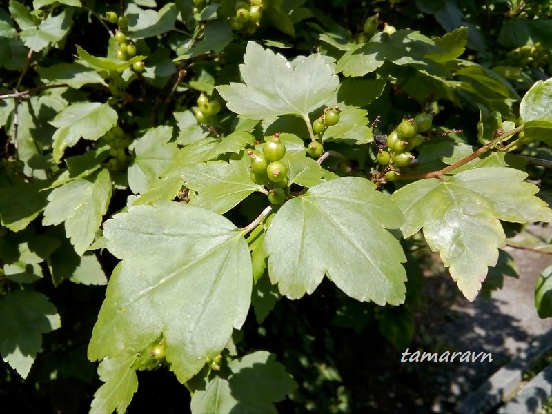 Смородина Комарова (Ribes komarovii)