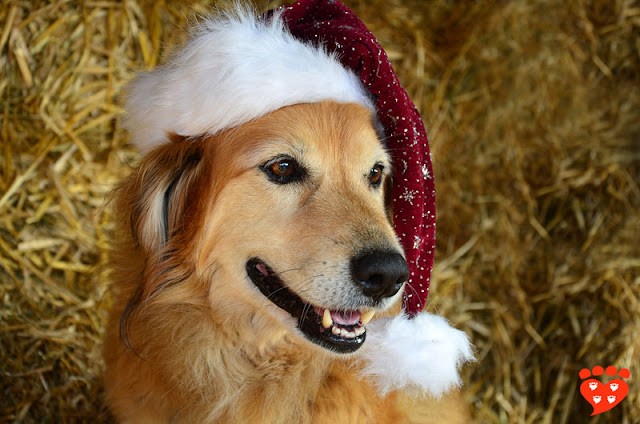 The dog body language quiz: How can I tell if my dog is afraid or happy? Look at this Golden Retriever in a Santa hat