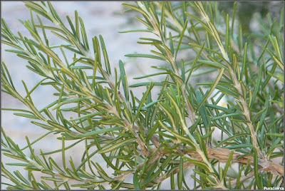 Ramas de romero sin flor