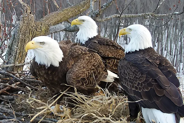 How does a mother eagle