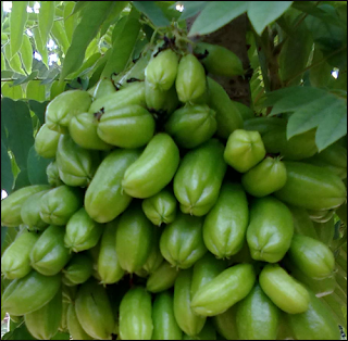 ตะลิงปลิง, สรรพคุณของตะลิงปลิง, ประโยชน์ของตะลิงปลิง