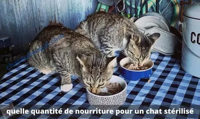 quelle quantité de nourriture pour un chat stérilisé