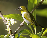 Gambar foto pleci zosterops Meeki