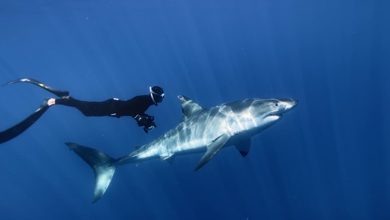 Great White Shark (2013)