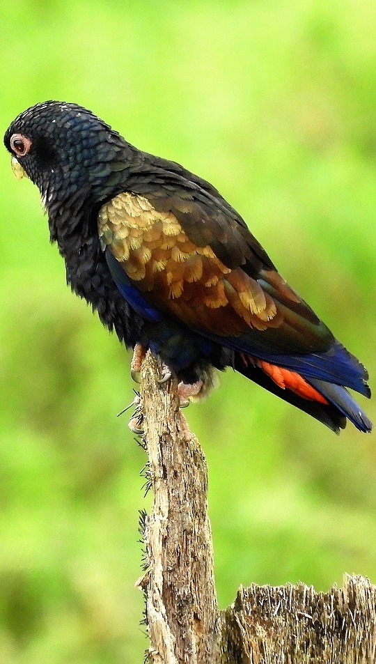 A parrot with exotic plumage.