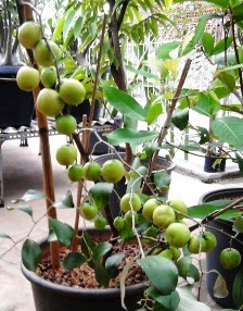 Bibit Tanaman Buah Putsa / Apel India