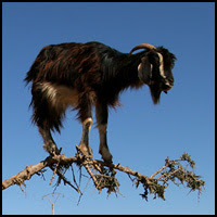 Tree Goats