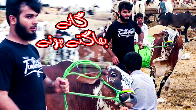 Cow Mandi Memories: Beautiful Active Sahiwal Cow Running in Cow Mandi Video # 7 Full HD