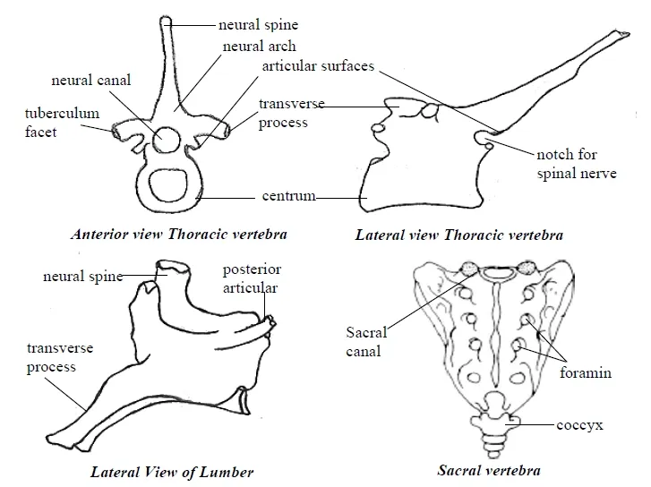 Lumber and sacral vertebrae