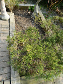 The Beach Toronto Front Garden Tier Eight Before by Paul Jung Gardening Services--a Toronto Gardening Company