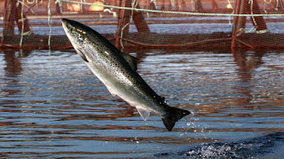 atlantic salmon farming, atlantic salmon farm pen