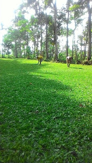 Penanaman rumput gajah mini di auto2000 dealer toyota peterongan jombang April Tahun 2024