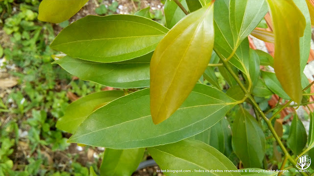 Ramo com folhas de canela (Cinnamomum cf. verum)