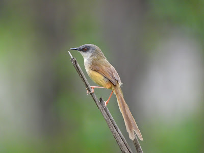 Yellow-bellied Prinia by the Xiang River