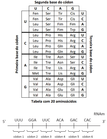 Analise o recorte aleatório de um exemplo de RNAm e a tabela do código genético degenerado a seguir.