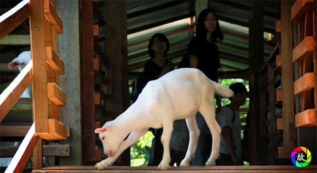 Balik Pulau Saanen Dairy Goat Farm