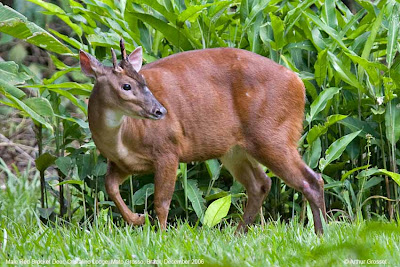 Corzuela roja Mazama americana