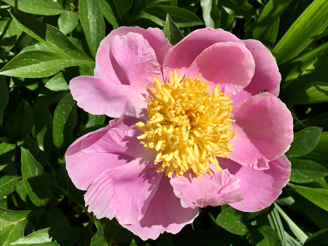 Old-fashioned pink peonies still arrived for Spring 2020