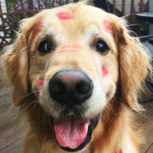 Dog with Lipstick