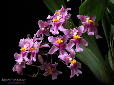 Orquídea Oncidium ornithorhynchum