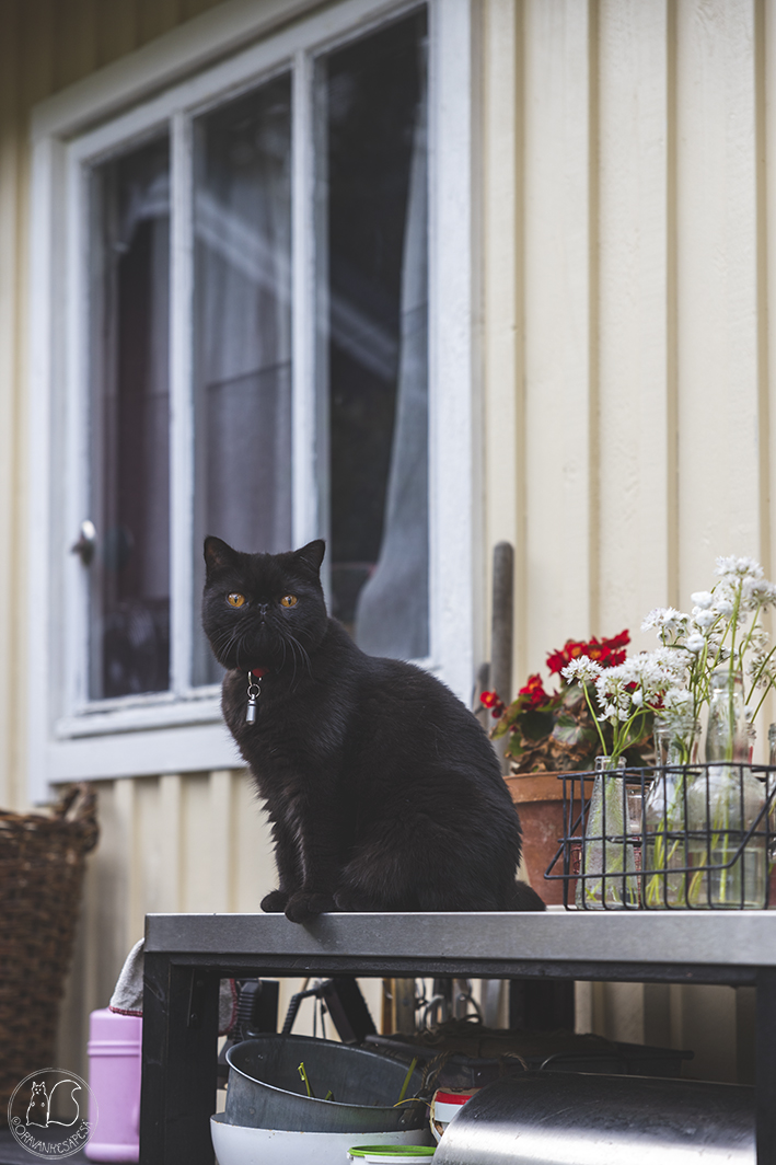 Oravankesäpesä siirtolapuutarhamökki musta kissa pöydällä eksoottinen lyhytkarva exotic