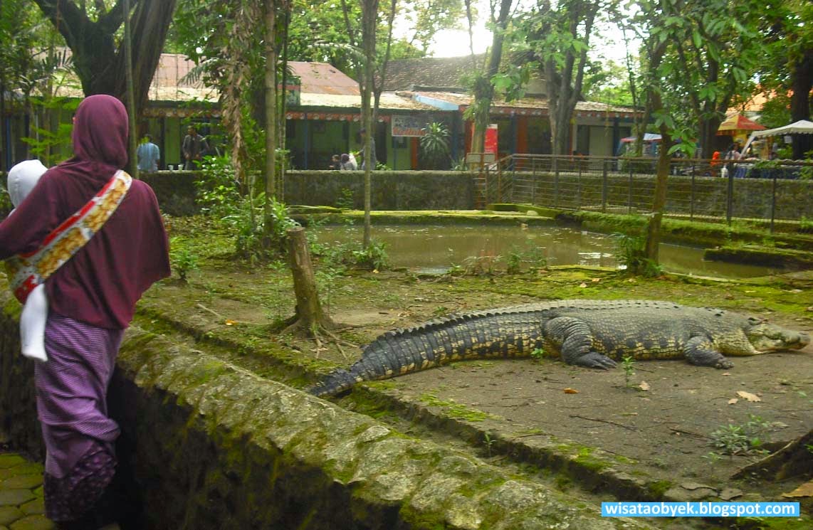 Tentang Kebun Binatang Images Hewan Lucu