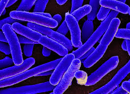 شكل بكتيريا الإشريكية القولونية  E.Coli